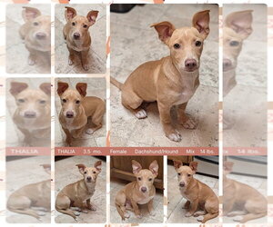 Dachshund-Unknown Mix Dogs for adoption in Mesa, AZ, USA