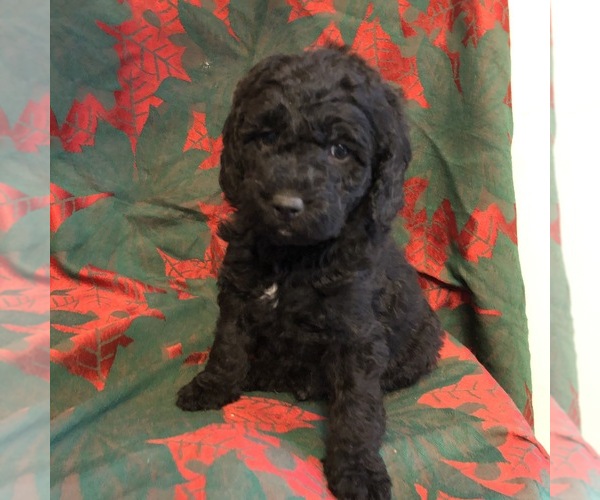 Medium Photo #6 Labradoodle Puppy For Sale in HALIFAX, PA, USA