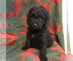 Small Photo #6 Labradoodle Puppy For Sale in HALIFAX, PA, USA