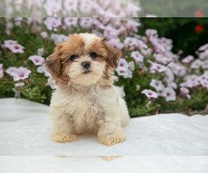 Shih-Poo Litter for sale in BALTIC, OH, USA