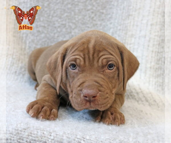 Medium Photo #2 Mutt Puppy For Sale in Wakefield, RI, USA