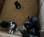 Small #1 Border-Aussie