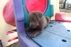 Small Photo #1 Labrador Retriever Puppy For Sale in SOPERTON, GA, USA