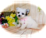 Small Photo #2 Bichon-A-Ranian Puppy For Sale in HAMMOND, IN, USA
