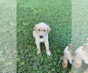 Golden Labrador Puppy for sale in CHARLES CITY, IA, USA