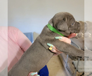 American Staffordshire Terrier Puppy for sale in HOPEWELL, VA, USA