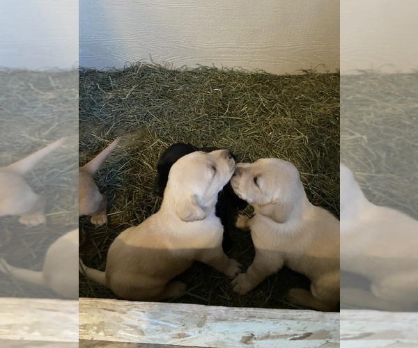 Medium Photo #2 Labrador Retriever Puppy For Sale in NEW GERMANY, MN, USA