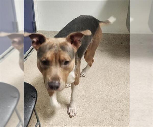 Medium Photo #1 Mutt Puppy For Sale in Bakersfield, CA, USA