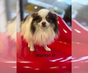 Pomeranian Dogs for adoption in Studio City, CA, USA