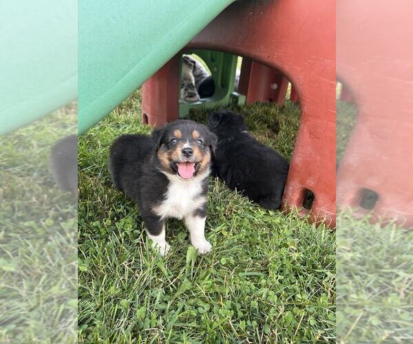 Medium Photo #7 Australian Shepherd Puppy For Sale in JEROMESVILLE, OH, USA