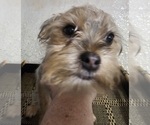 Small Photo #3 French Bulldog-Yorkshire Terrier Mix Puppy For Sale in HUDDLESTON, VA, USA