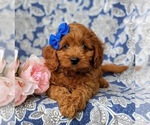Small Photo #6 Cavapoo-Poodle (Miniature) Mix Puppy For Sale in ANDREWS BRIDGE, PA, USA