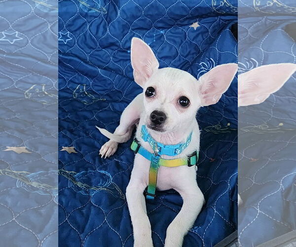 Medium Photo #3 Chihuahua Puppy For Sale in Yuba City, CA, USA