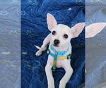 Small #2 Chihuahua
