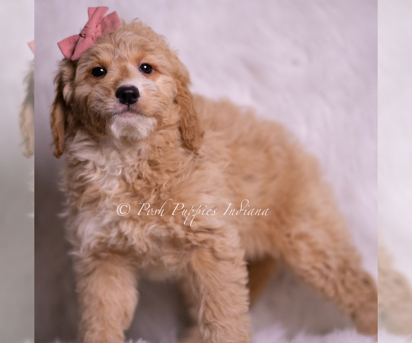 Medium Photo #60 Goldendoodle (Miniature) Puppy For Sale in WARSAW, IN, USA