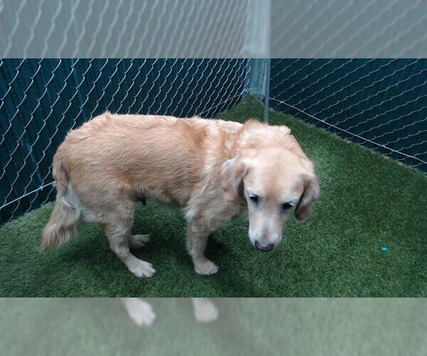 Medium Photo #1 Golden Retriever Puppy For Sale in Downey, CA, USA