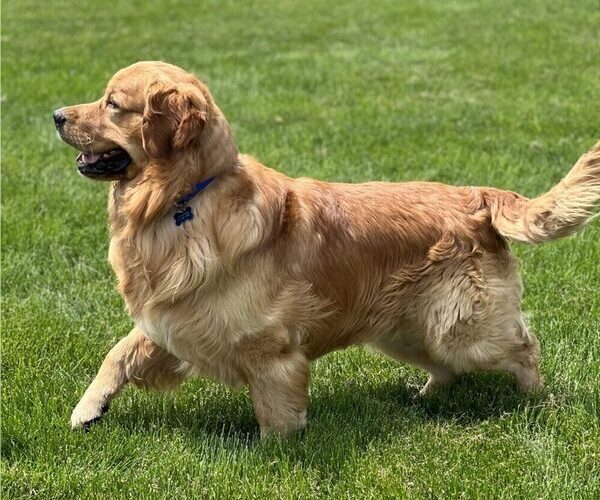 Medium Photo #1 Golden Retriever Puppy For Sale in LANCASTER, PA, USA