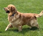 Small Photo #1 Golden Retriever Puppy For Sale in LANCASTER, PA, USA