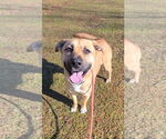 Small #1 Black Mouth Cur Mix