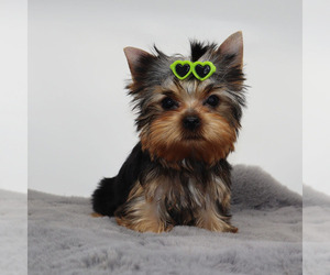 Yorkshire Terrier Puppy for sale in LOS ANGELES, CA, USA