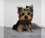 Image preview for Ad Listing. Nickname: Simba