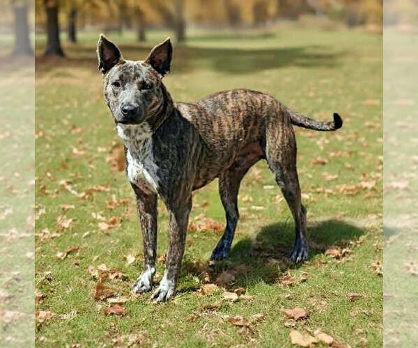 Medium Photo #4 Mutt Puppy For Sale in Talladega, AL, USA