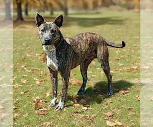 Renji 26/674 - Male Mutt Dog for Adoption - Photo #4