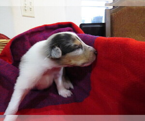 Collie Puppy for sale in PALM BAY, FL, USA