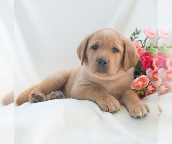 Medium Photo #2 Labrador Retriever Puppy For Sale in GREEN PARK, PA, USA