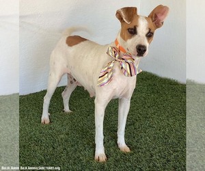 Leanne - Female Jack-Rat Terrier Dog for Adoption - Photo #3