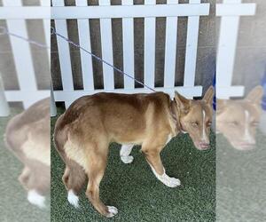 Border Collie Dogs for adoption in Modesto, CA, USA