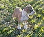 Small Photo #4 American Bully Puppy For Sale in SALEM, IL, USA