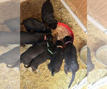 Small Photo #1 Rottweiler Puppy For Sale in PHILADELPHIA, PA, USA