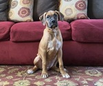 Puppy 1 Boxer