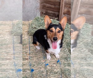 Mother of the Pembroke Welsh Corgi puppies born on 04/18/2025