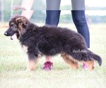Small #5 German Shepherd Dog