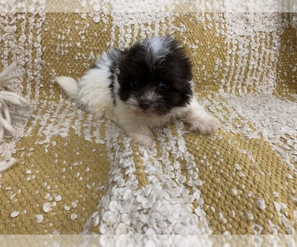 Medium Photo #1 Havanese Puppy For Sale in MORGANTON, NC, USA