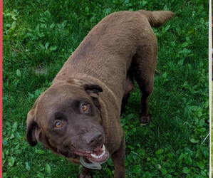 Mother of the Labrador Retriever puppies born on 05/03/2025
