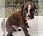 Small #2 Boxer