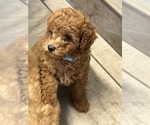 Puppy Kai Goldendoodle (Miniature)