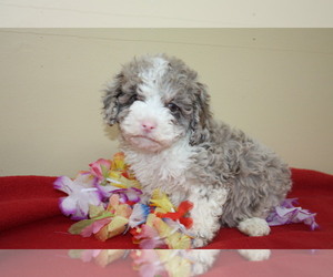 Cockapoo Puppy for sale in GARFIELD, GA, USA