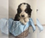 Small #2 Miniature American Shepherd