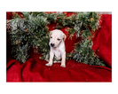 Small Photo #10 Australian Cattle Dog-Catahoula Leopard Dog Mix Puppy For Sale in WELLMAN, IA, USA