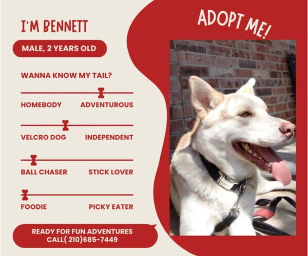 Medium Photo #2 - Mix Puppy For Sale in FRAMINGHAM, MA, USA