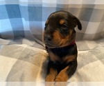 Small Photo #14 Doberman Pinscher Puppy For Sale in PLYMOUTH, MA, USA