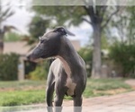 Small #55 Italian Greyhound