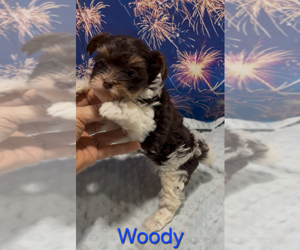 Medium Photo #2 Yorkshire Terrier Puppy For Sale in AZLE, TX, USA