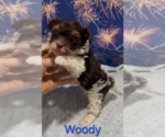 Woody - Male Yorkshire Terrier Puppy for Sale - Photo #2