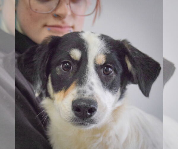 Medium Photo #5 Labrenees Puppy For Sale in Huntley, IL, USA