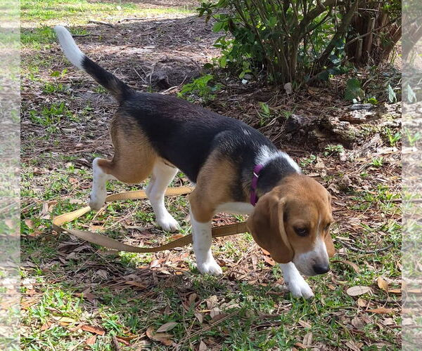 Medium Photo #6 Beagle Puppy For Sale in Dunnellon, FL, USA